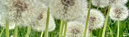 paardenbloemen