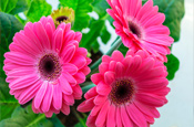 gerbera