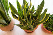 sanseveria